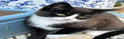 Mixed Breed cats for sale: Playful, confident and smart kitties! in Winchester - Advert 11