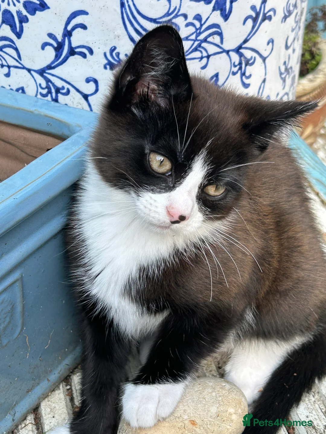 Mixed Breed cats for sale: Playful, confident and smart kitties! in Winchester - Advert 11