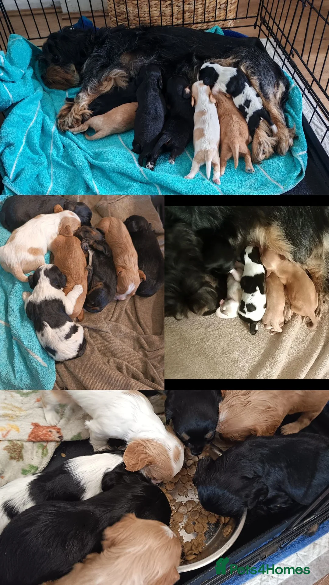 Mixed Breed dogs for sale: Beautiful Cavalier Mix Breed pups - Advert 9