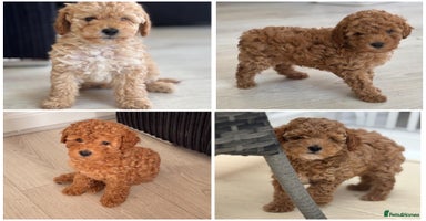 Toy Poodle dogs - Advert 11
