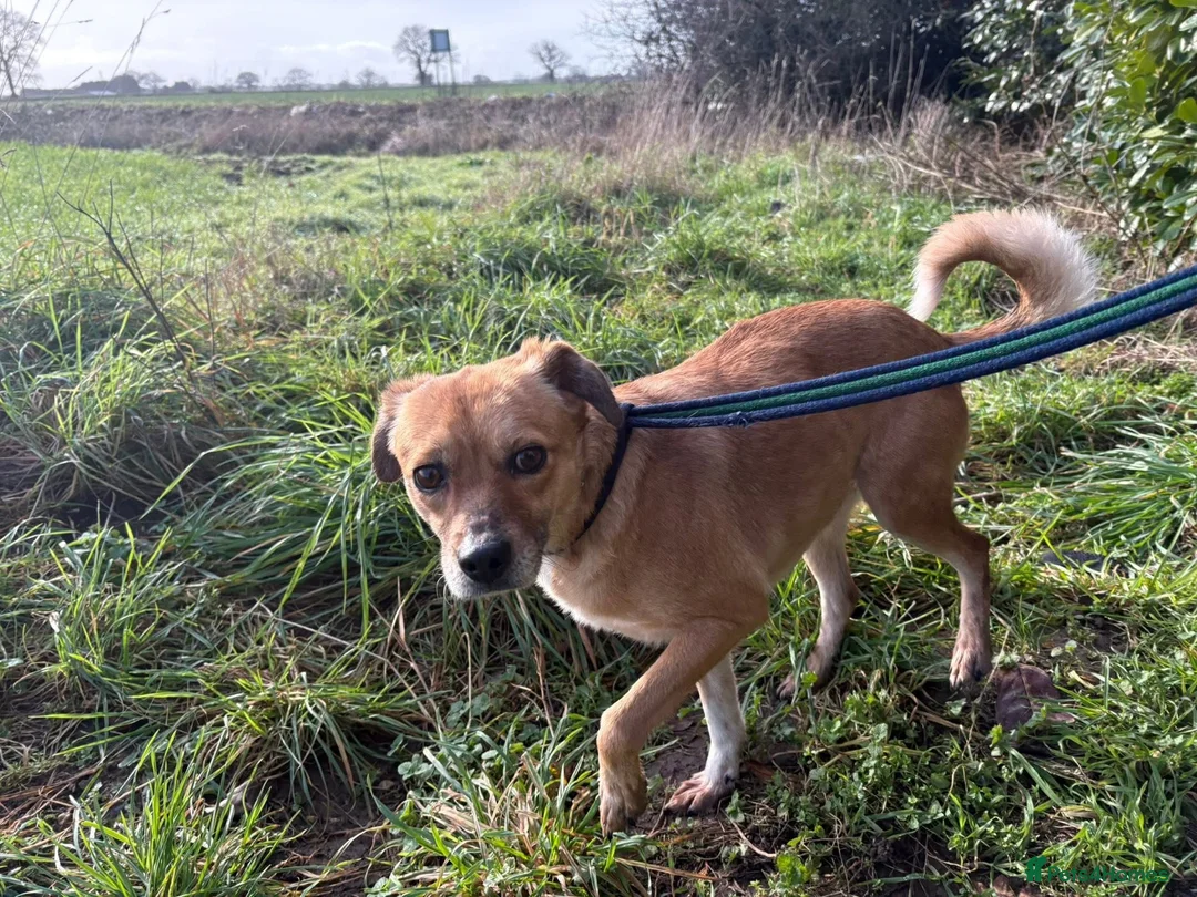 Mixed Breed dogs for adoption: Hazel - Norwich Norfolk  - Advert 9