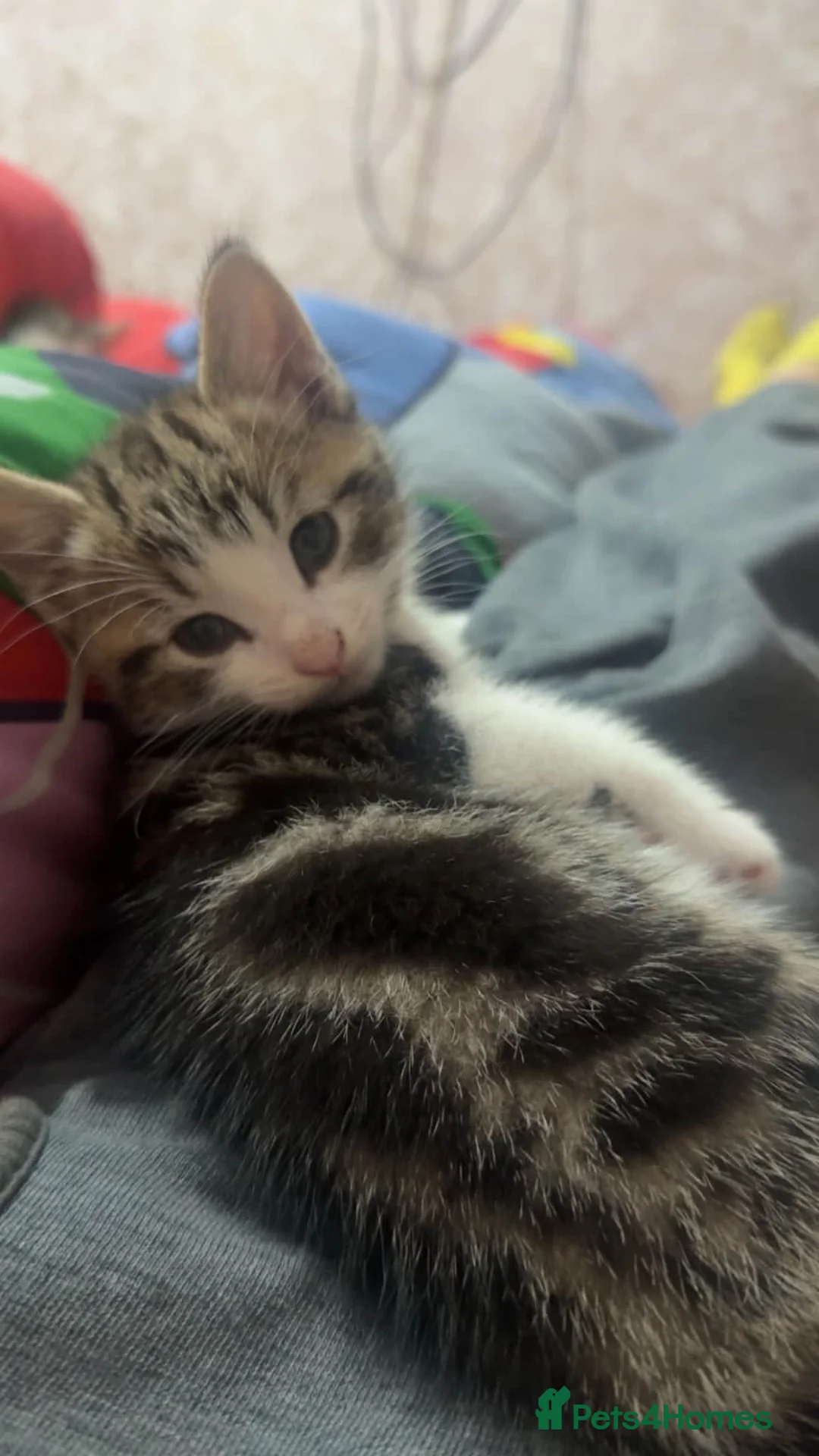 British Shorthair cats for sale: Kittens  in Walsall - Advert 2
