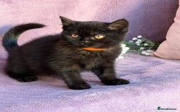 British Shorthair cats for sale: BSH adorable red tabby/ chocolate/ bicolour  - Image 13
