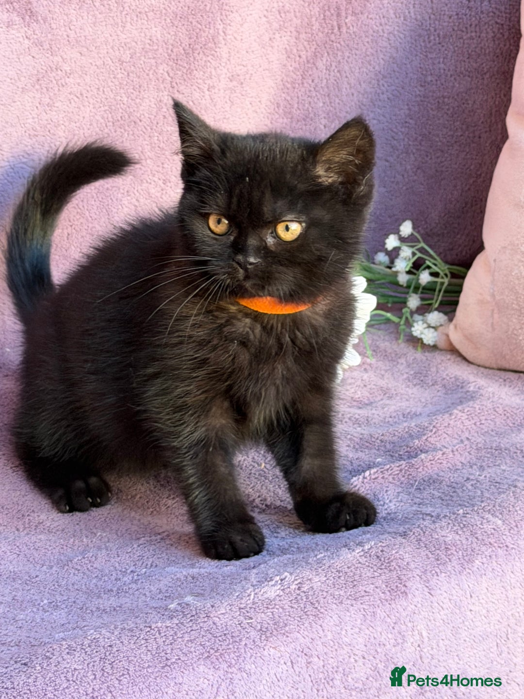 British Shorthair cats for sale: BSH adorable red tabby/ chocolate/ bicolour  - Image 13