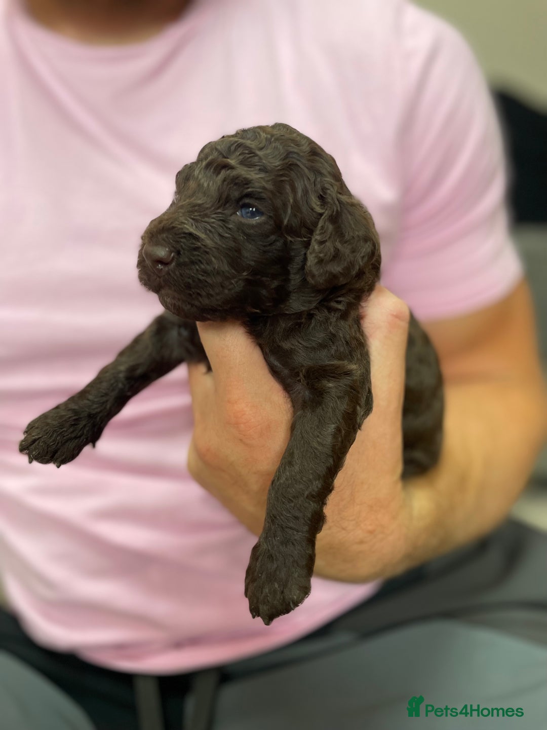 Mixed Breed dogs for sale: Australian Goldendoodles stunning litter  - Image 6