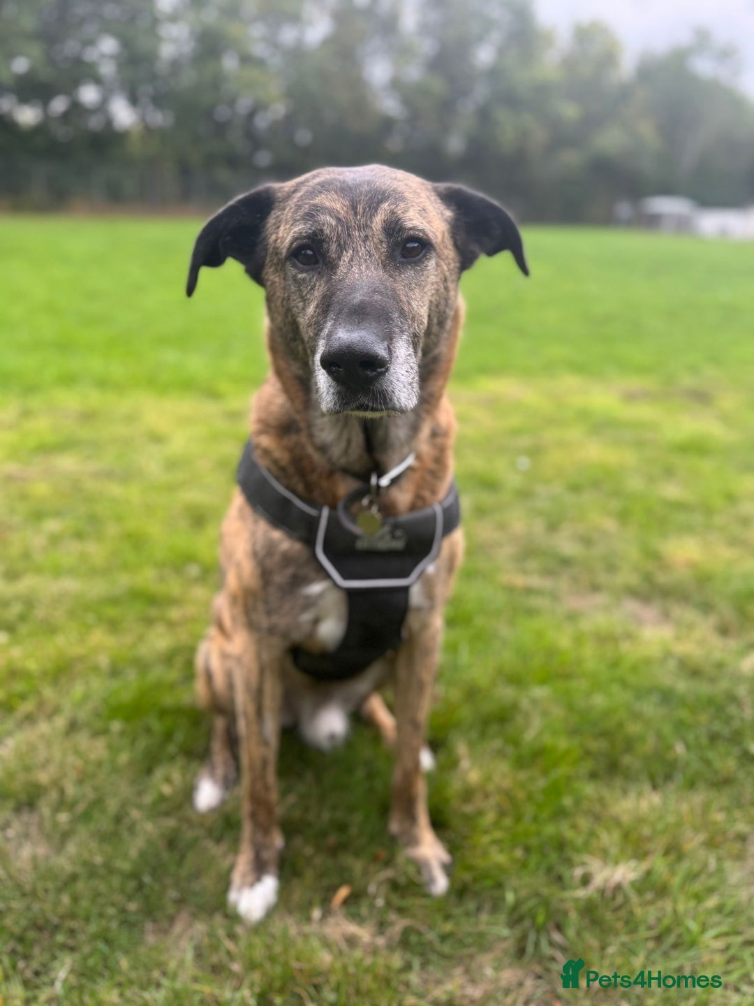 Mixed Breed dogs for adoption: Camel - Advert 4