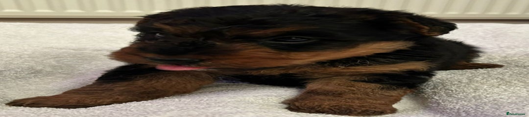 Welsh Terrier Puppy 2