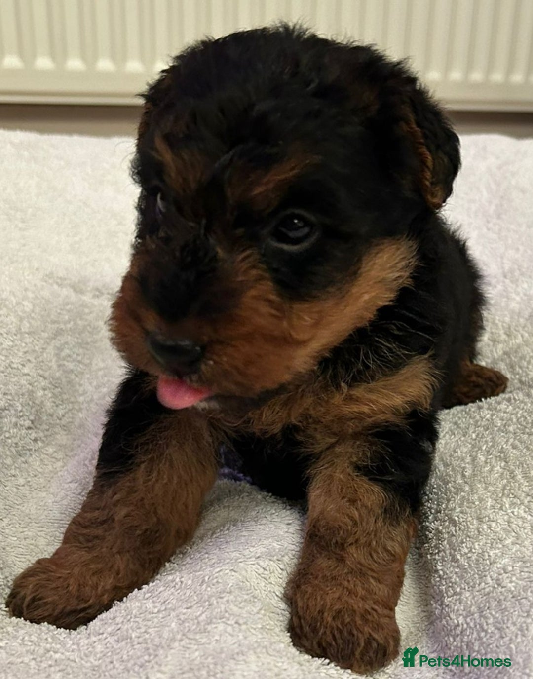 Welsh Terrier dogs for sale: Stunning Health Tested KC Reg Welshie Puppies - Advert 3