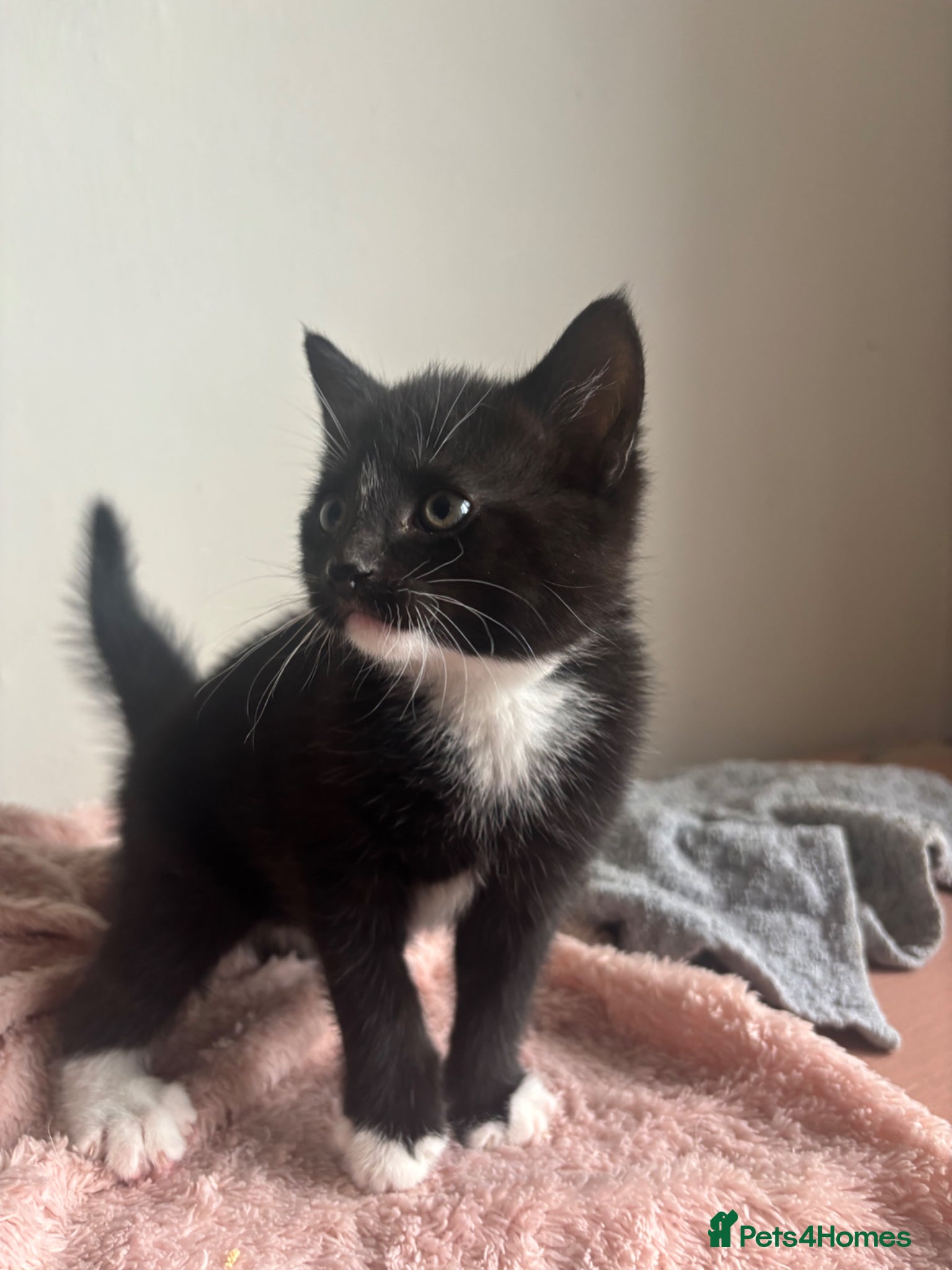 Domestic Shorthair cats for sale: 3 adorable kittens looking for a new home in Peterborough - Advert 7