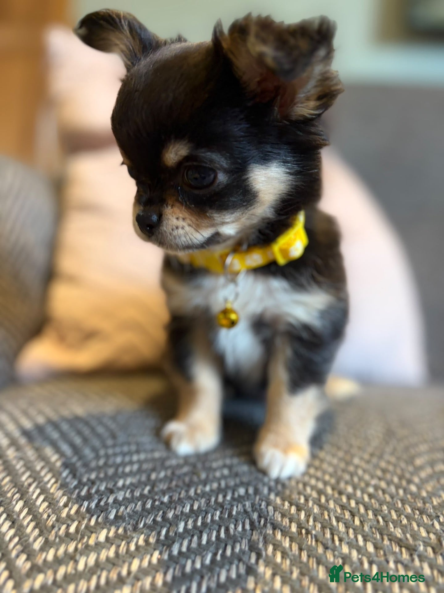 Chihuahua dogs 1 TINY KC REG boy ready to go to new home now - Advert 2
