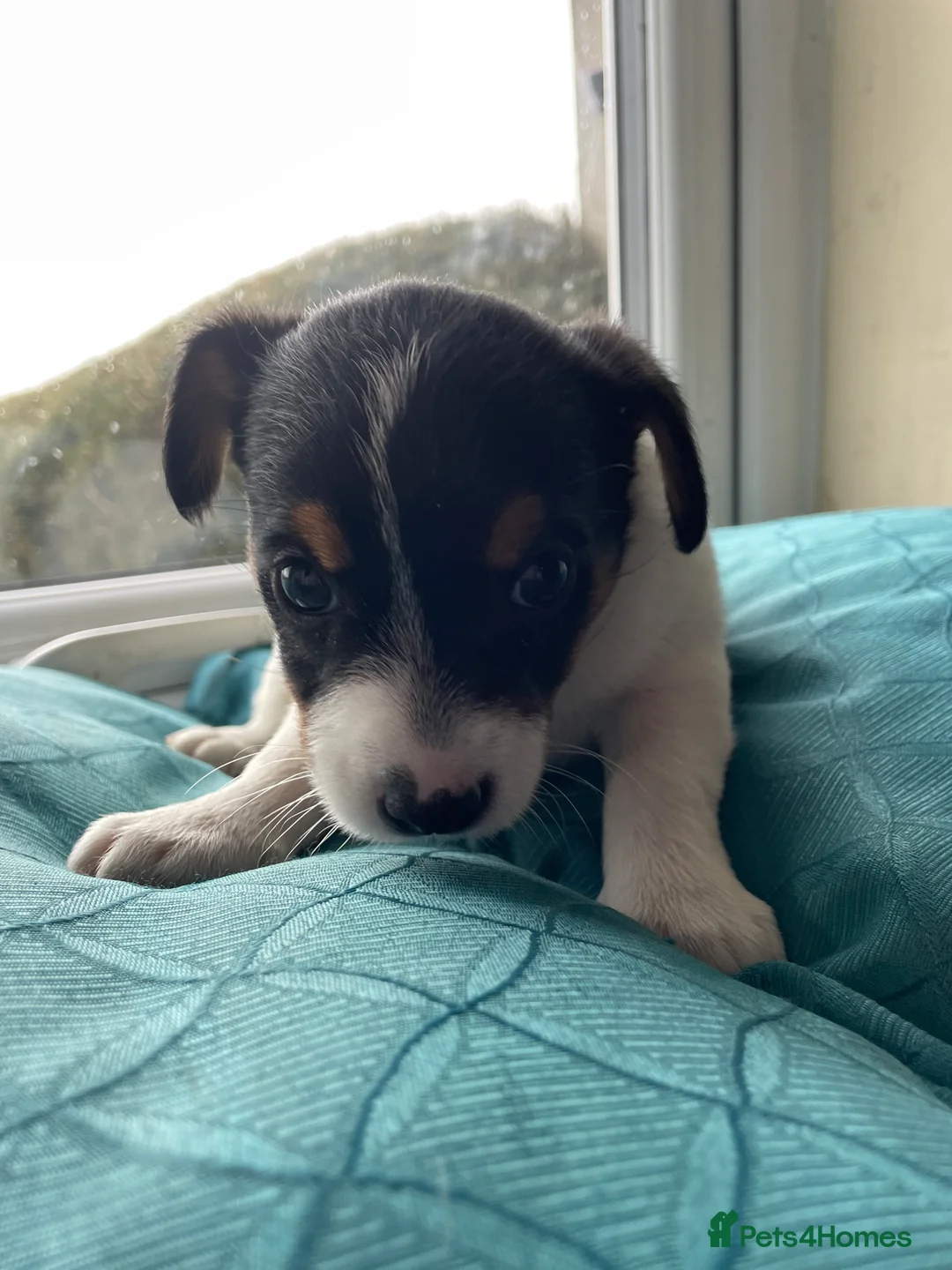 Jack Russell dogs for sale: Jack Russell puppies in Corwen - Advert 2