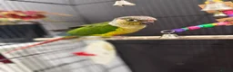 Conures birds for sale: Semi tame young conure with cage in Manchester - Advert 5