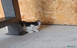 Mixed Breed cats for sale: The cat is ready for a new owner. - Image 2