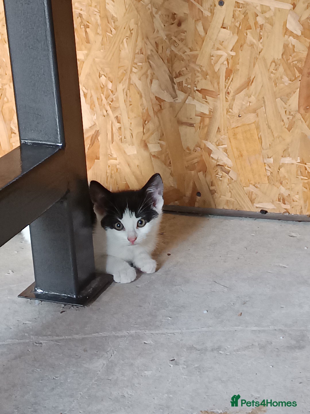 Mixed Breed cats for sale: The cat is ready for a new owner. - Image 2