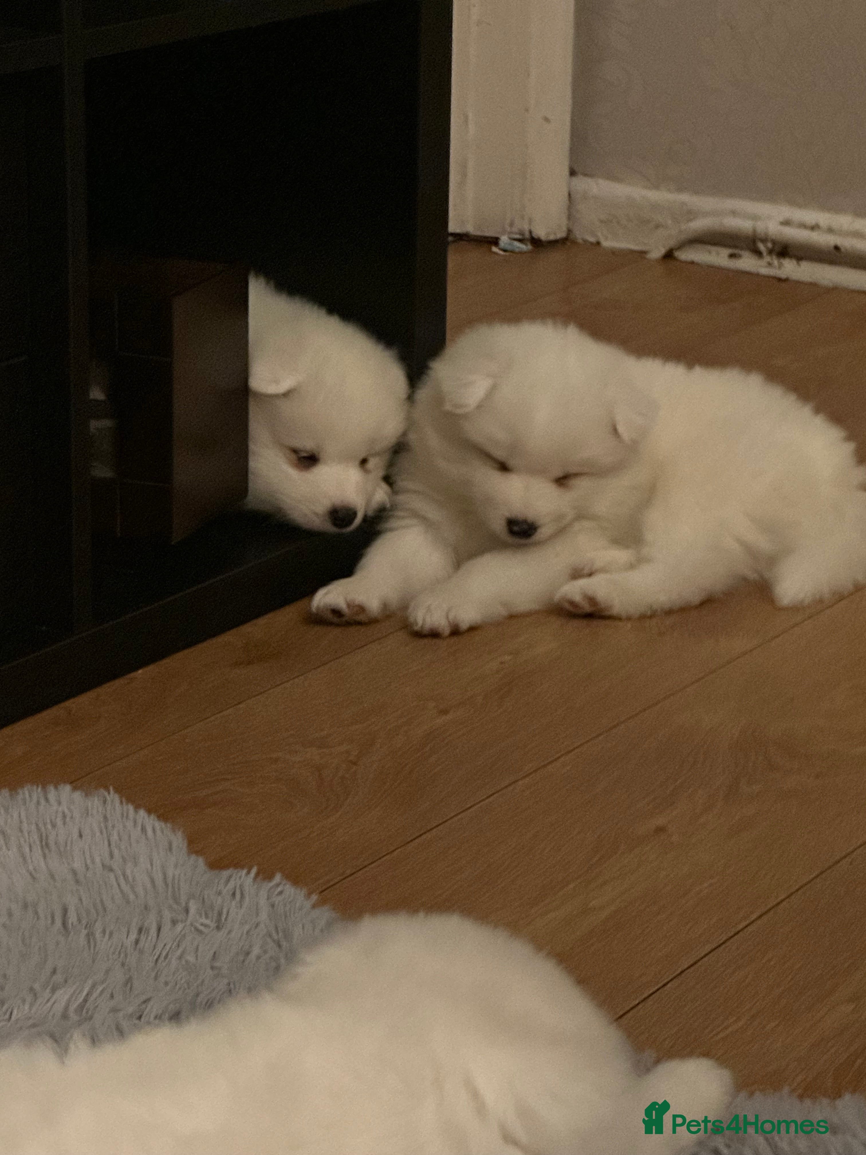 Samoyed dogs Adorable 6 Samoyed Puppies Waiting Forever Homes - Advert 1