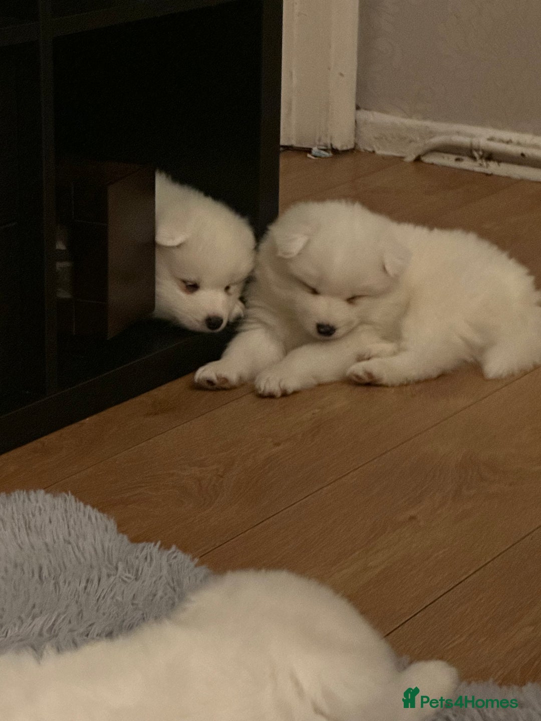 Samoyed dogs for sale: Adorable 6 Samoyed Puppies Waiting Forever Homes - Advert 3