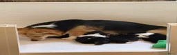 Welsh Corgi Pembroke dogs for sale: Champion sired girl looking for forever family - Advert 20