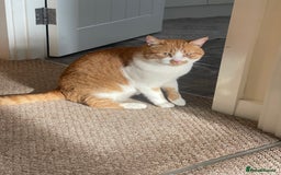 American Wirehair cats for sale: Male 3 years friendly  - Image 2