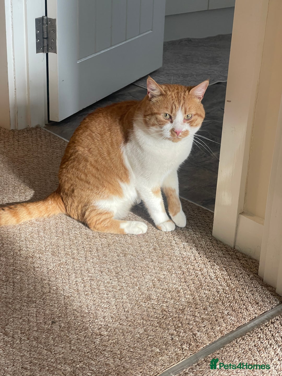 American Wirehair cats for sale: Male 3 years friendly  - Image 2