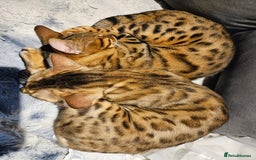 Bengal cats for sale: Bengal  in Forfar - Image 13