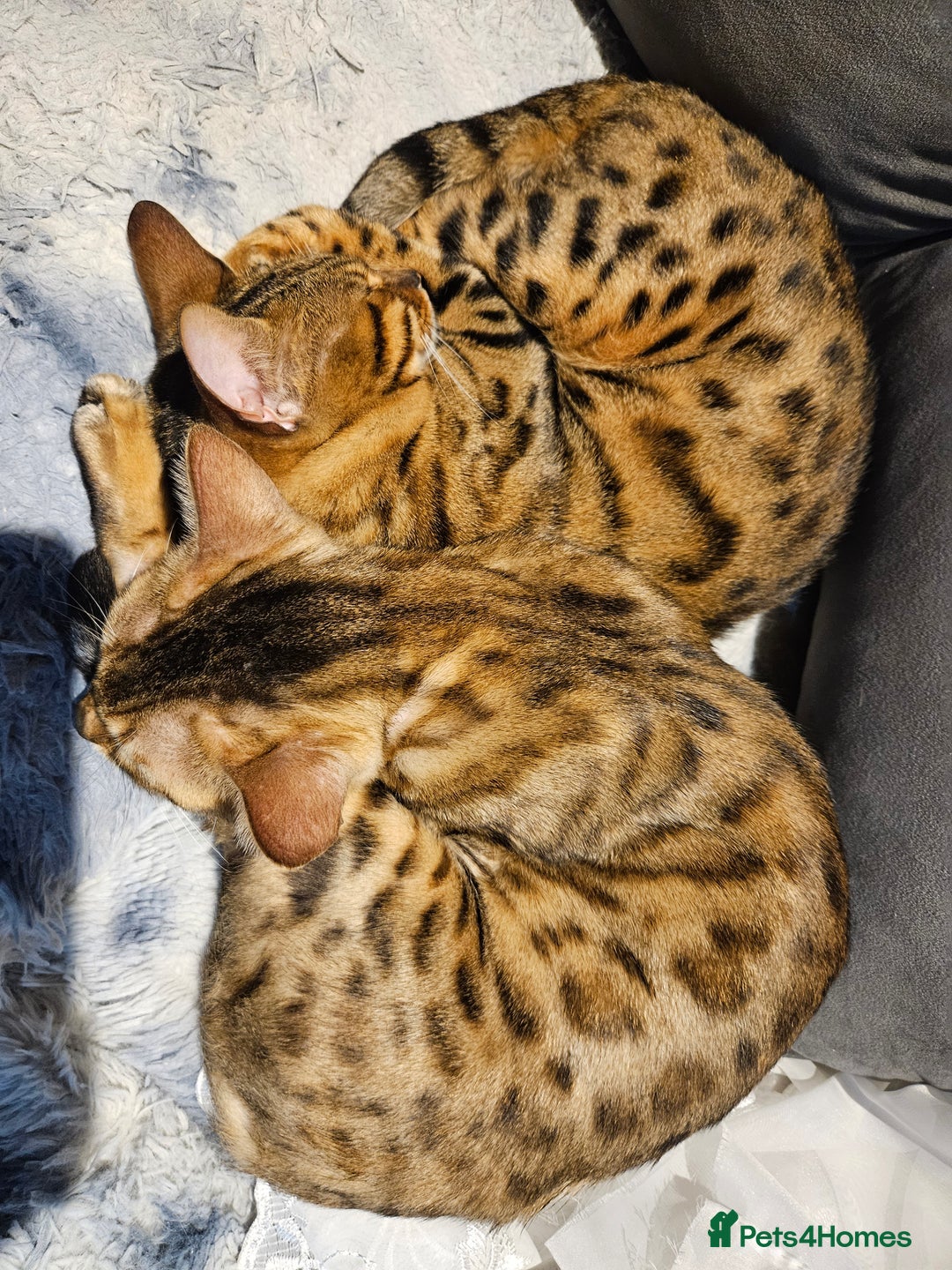 Bengal cats for sale: Bengal  in Forfar - Image 13