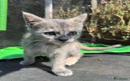 Mixed Breed cats for sale: 3 Female Ragdoll X Kittens  - Image 3