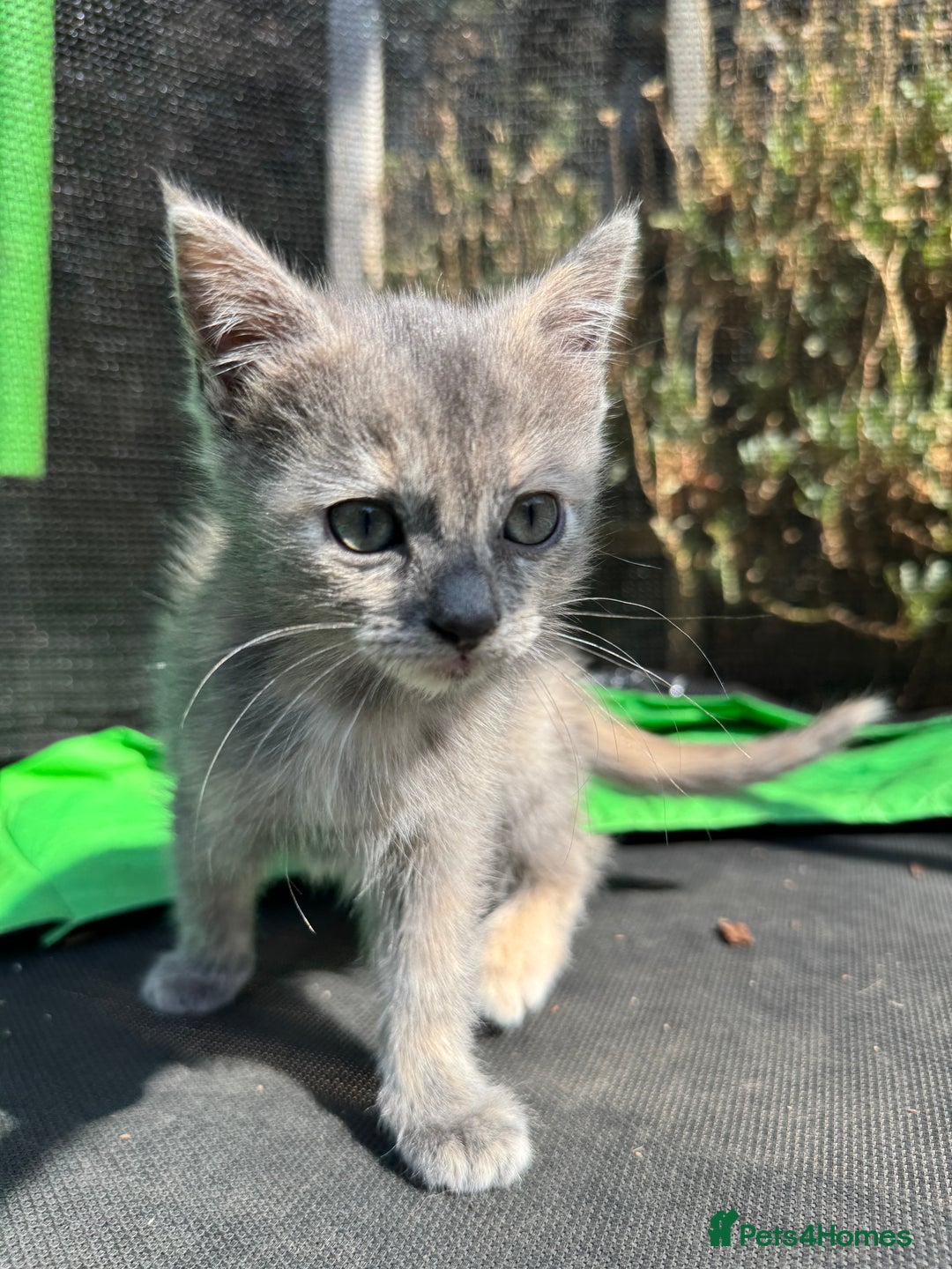Mixed Breed cats for sale: 3 Female Ragdoll X Kittens  - Image 3
