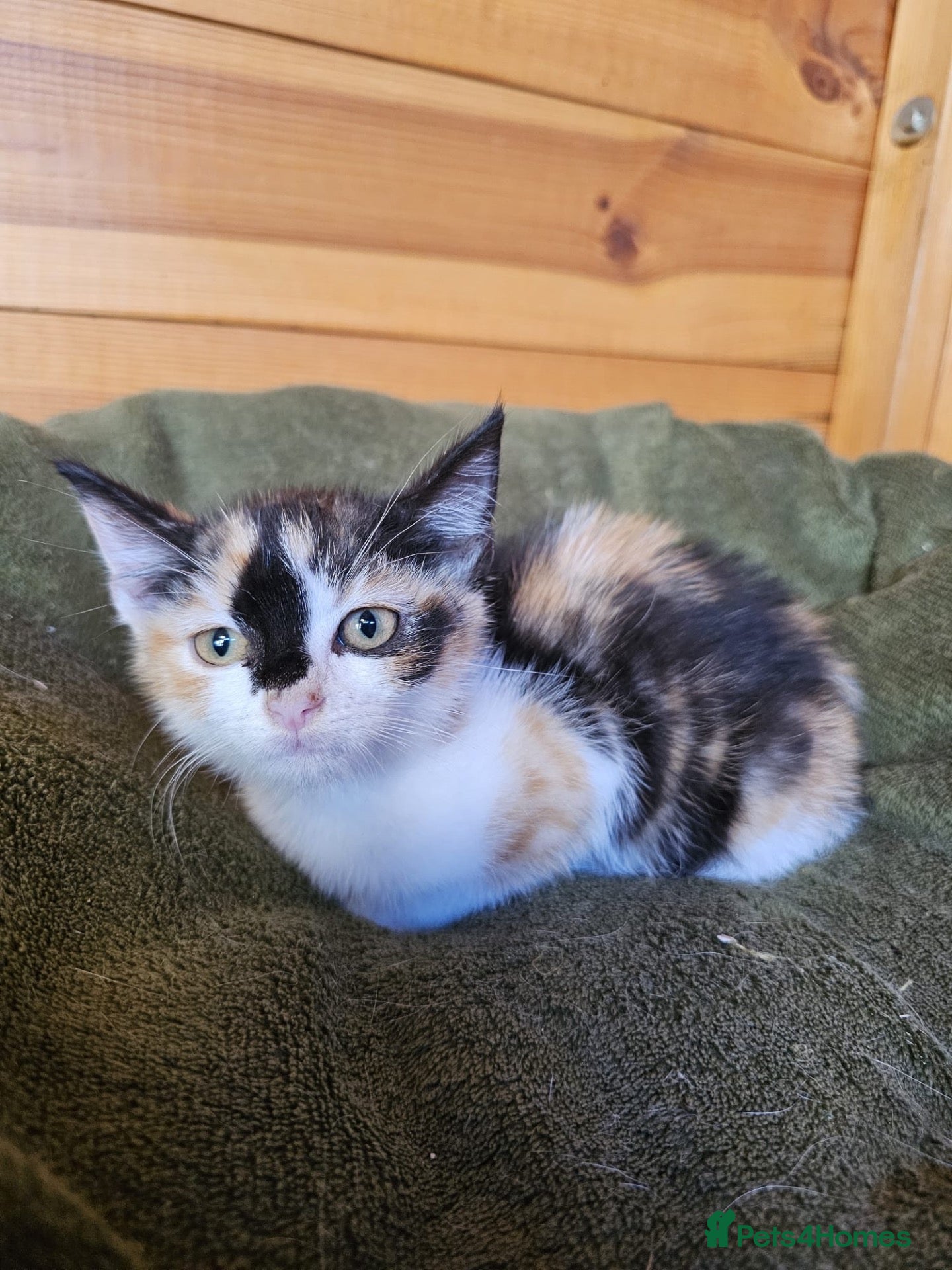 Mixed Breed cats 2 mixed breeds kittens for sale  - Advert 5