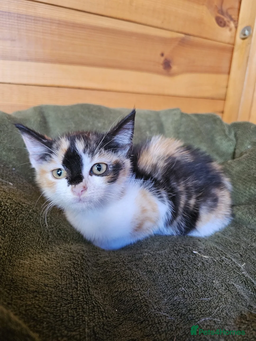Mixed Breed cats for sale: 2 mixed breeds kittens for sale  - Advert 1