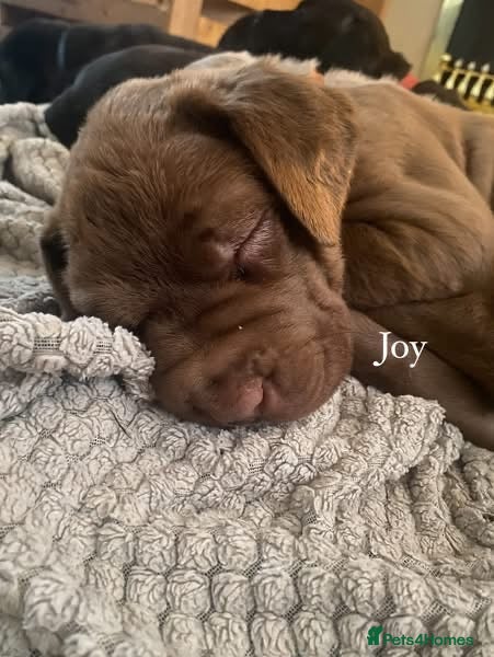 Mixed Breed reptiles Mixed breed pups for sale  - Advert 1