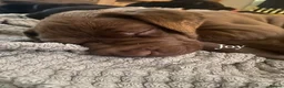 Mixed Breed reptiles for sale: Mixed breed pups for sale  - Advert 1