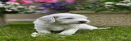 Australian Labradoodle dogs for sale: Australian Labradoodle Puppies - Advert 8