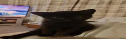 British Shorthair cats for sale: KITTENS ready to leave.  - Advert 7