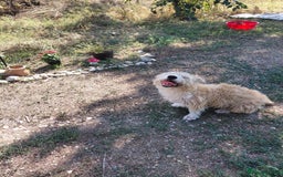 Mixed Breed dogs for adoption: A Gentle & Beautiful Girl - for a Loving Home - Image 12