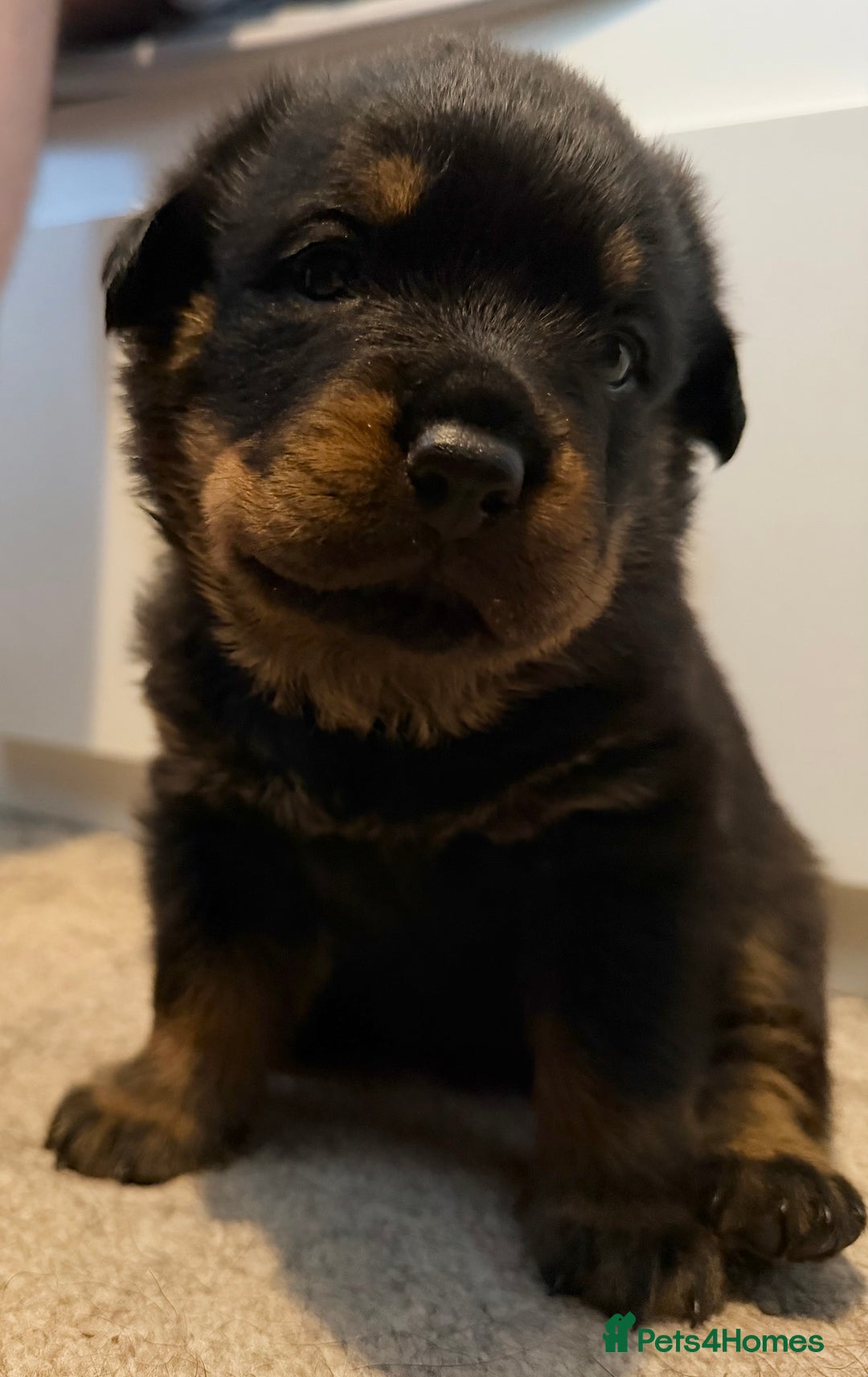 Rottweiler Puppies for sale in Hamilton, South Lanarkshire