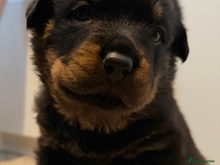 Rottweiler dogs - Advert 10