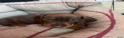 Dachshund dogs for sale: Dachshund puppies for sale  - Advert 24