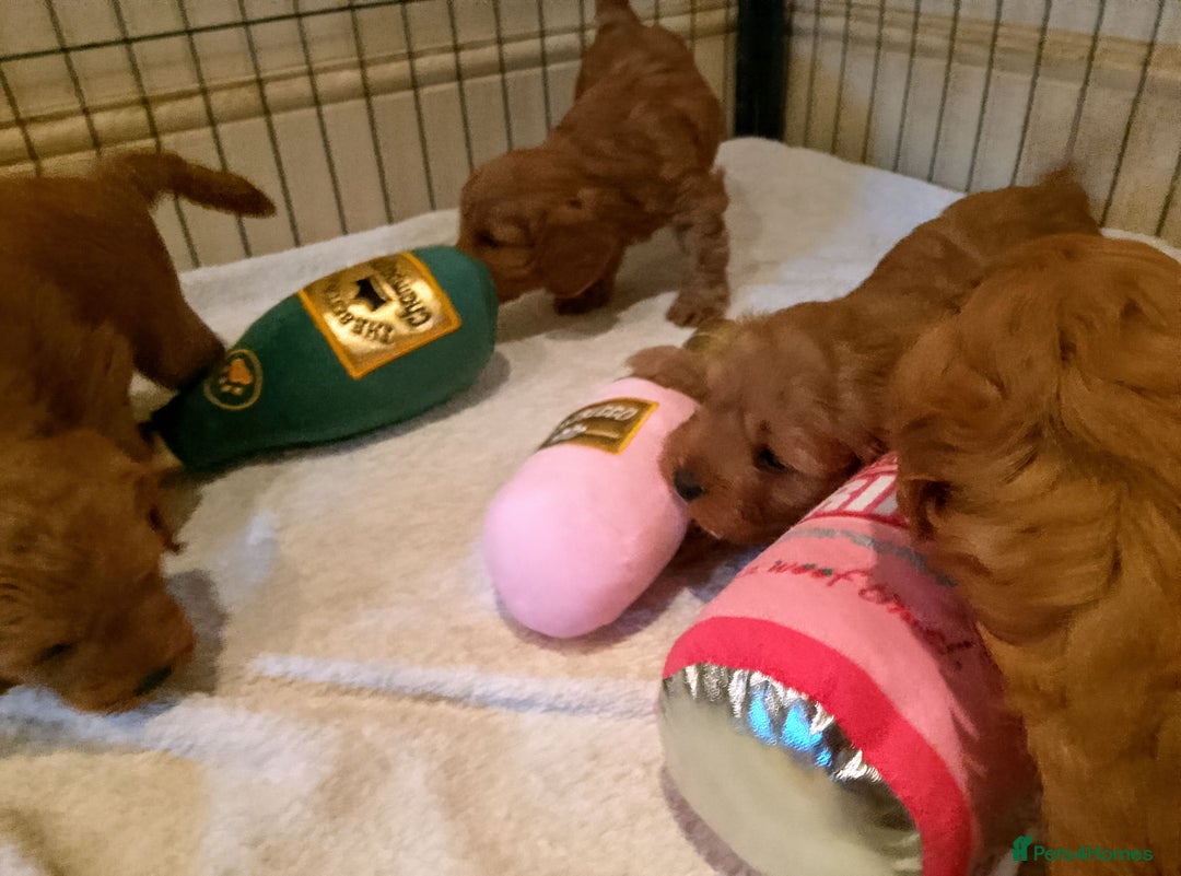 Cavapoo dogs for sale: F1 Cavapoo Pups  - Image 4