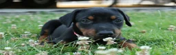 Dobermann dogs for sale: Quality European Dobermann Puppies - 2 Remaining - Advert 13