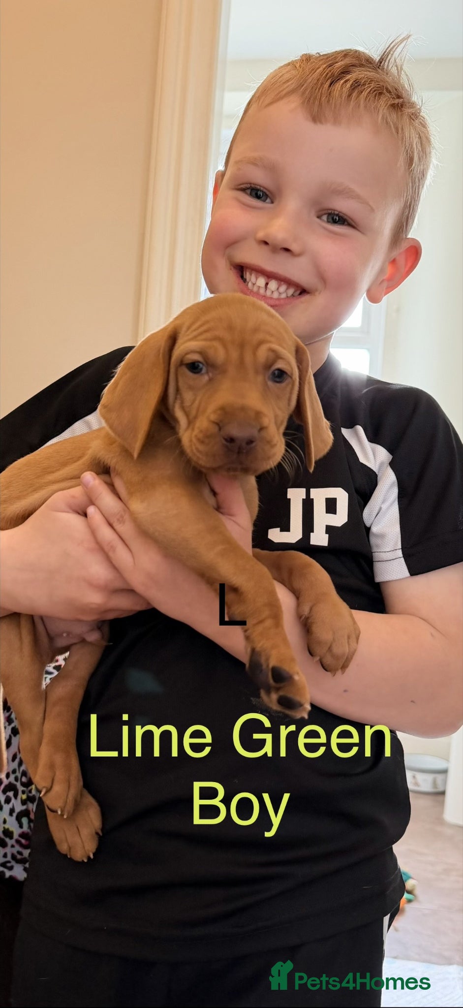 Hungarian Vizsla dogs READY NOW Beautiful KC Reg. Vizsla Pups - Advert 2