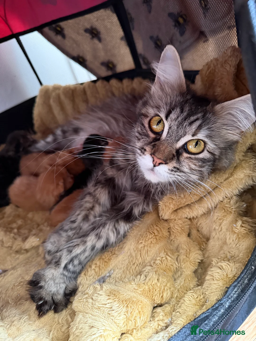 Maine Coon cats for sale: Maincoone kittens  - Advert 2