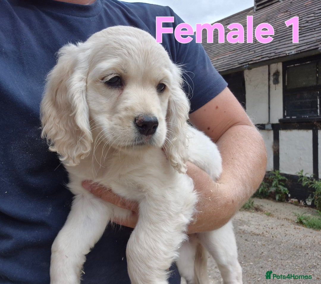 Golden Retriever dogs for sale: Dakota Sport Retriever Puppies  - Image 2