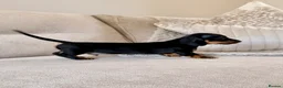 Miniature Dachshund dogs for sale: OUTSTANDING SMOOTH MINIATURE DACHSHUND PUPS  - Advert 5