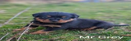 Rottweiler dogs for stud: Rottweiler STUD in Swansea - Advert 14
