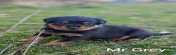 Rottweiler dogs for stud: Rottweiler STUD in Swansea - Advert 14