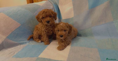 Maltipoo dogs - Advert 1