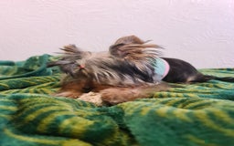 Yorkshire Terrier dogs for sale: Last female Yorkshire Terrier puppy left - Image 2