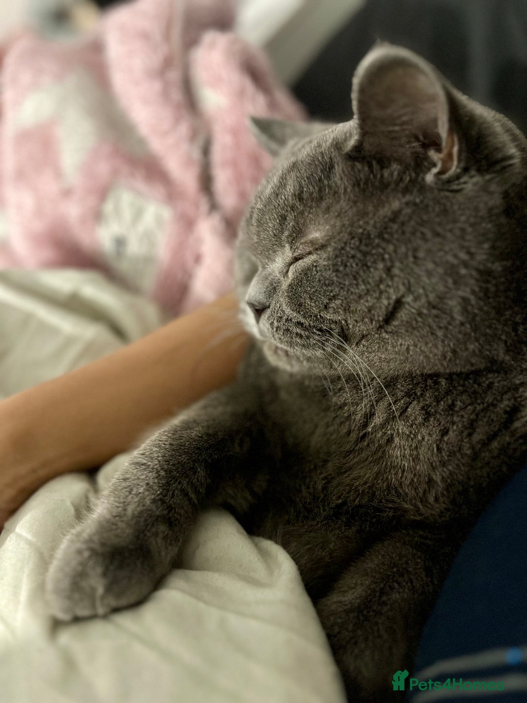 British Shorthair cats for sale: Lovely British Shorthair Cat for Sale – Simba 🐾 - Advert 2