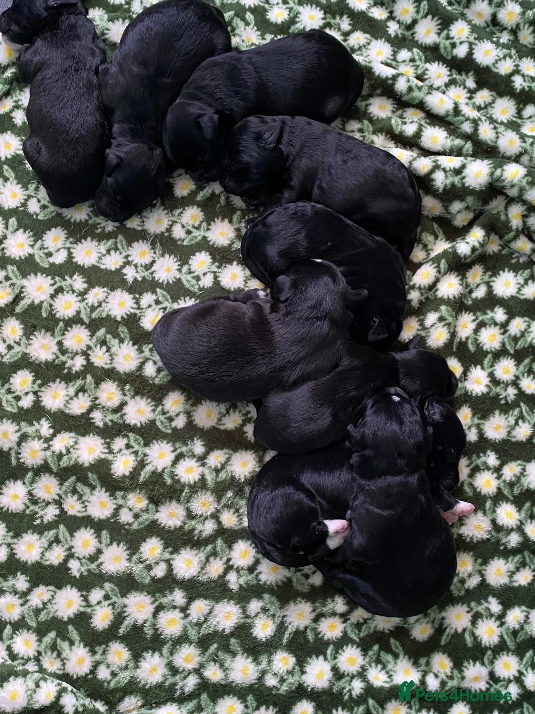 Mixed Breed dogs for sale: Whippet cross toy poodle   - Advert 10