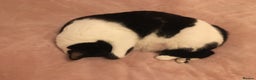 Domestic Shorthair cats for sale: 2 black & white sisters  - Advert 3